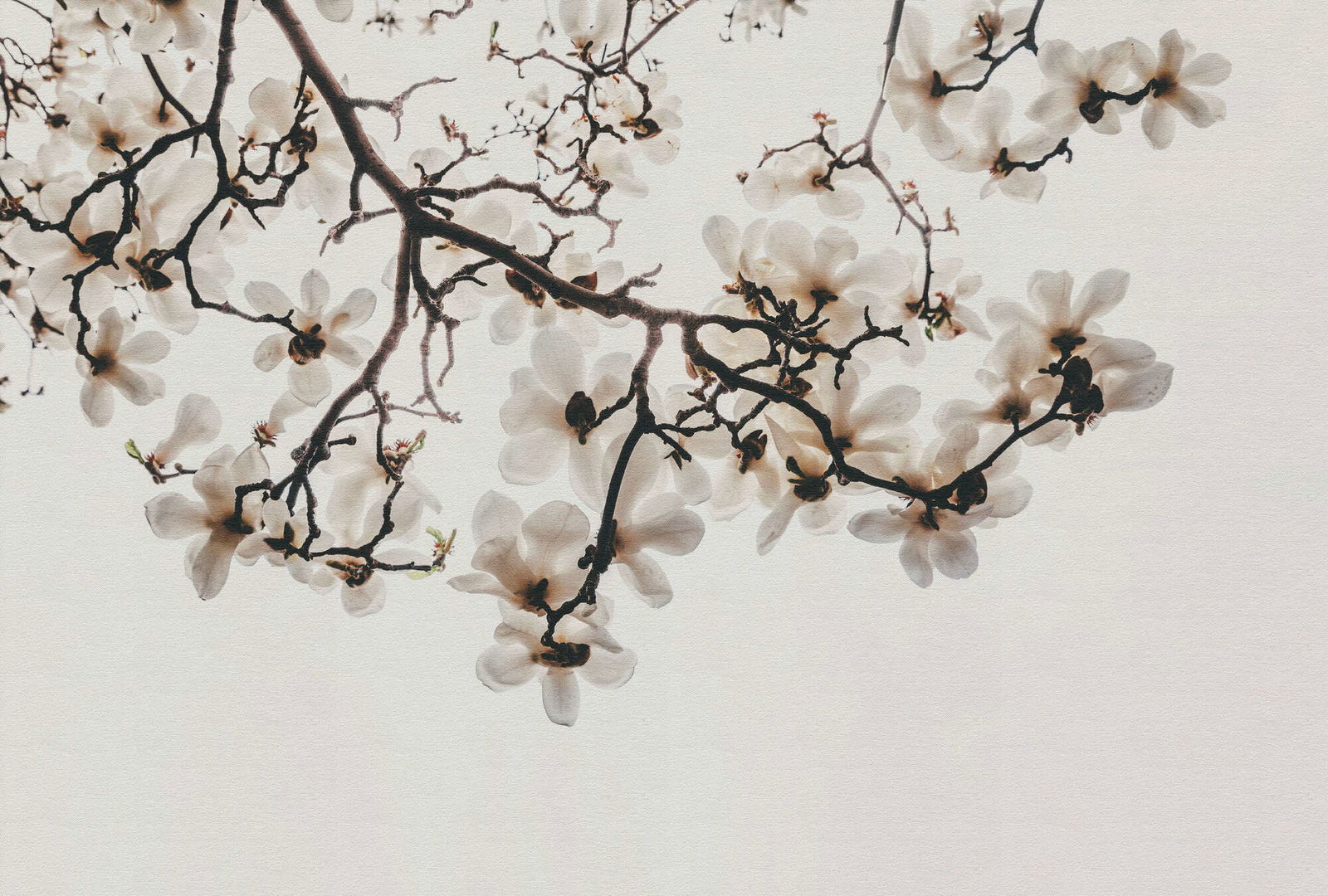 walls by patel Photo wallpaper Walls by Patel 5