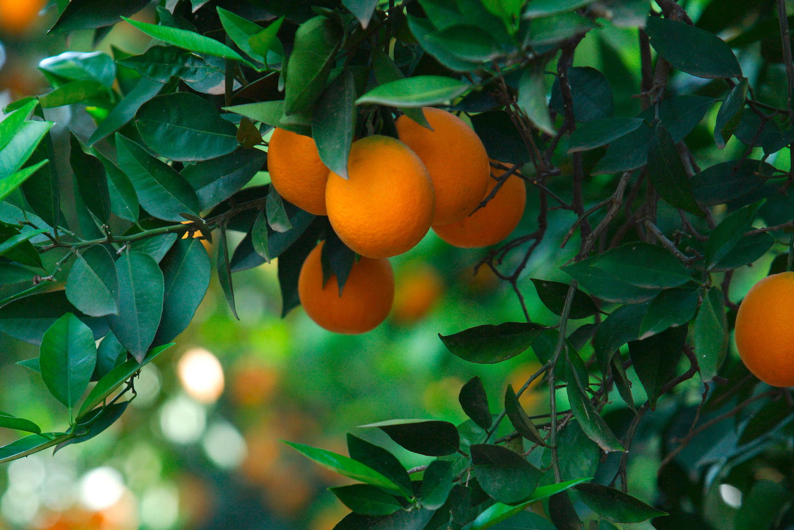 livingwalls Fotobehang Food