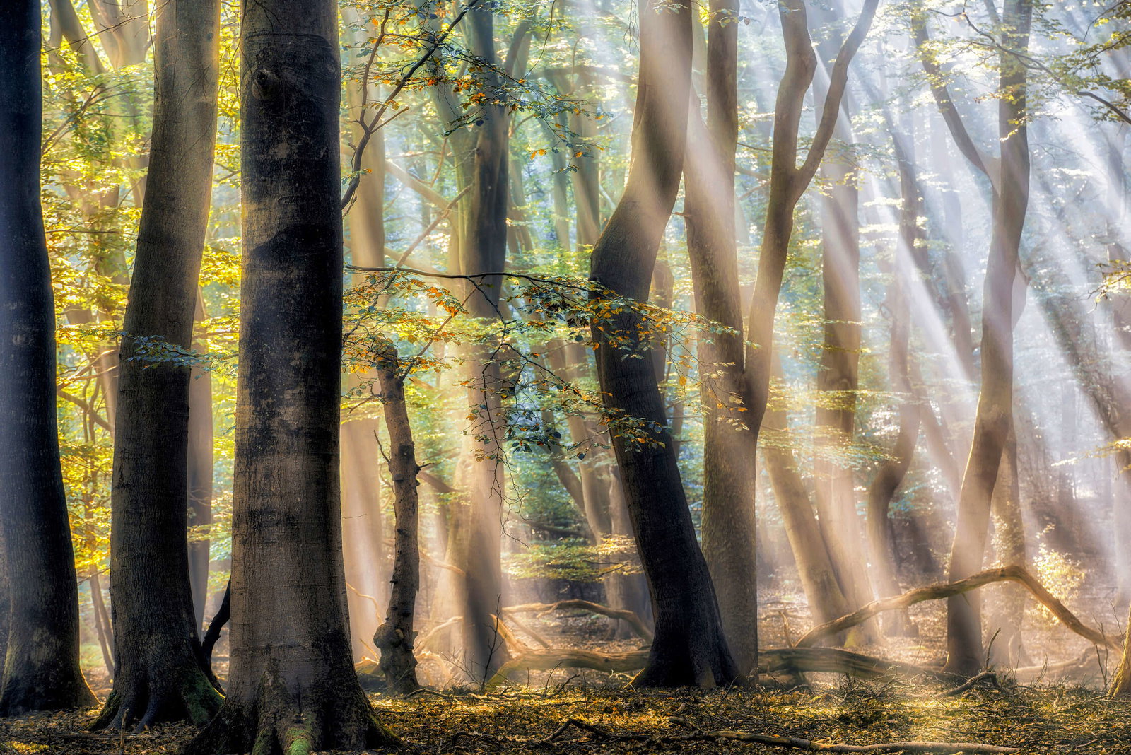 Architects Paper Fototapete AP Digital 4