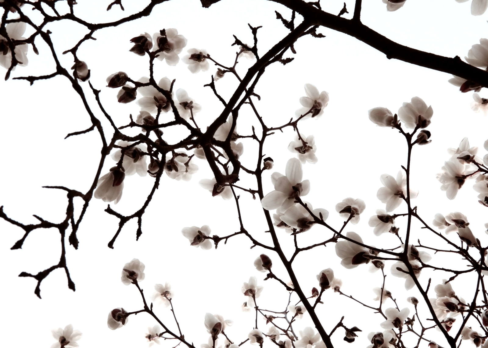 livingwalls Фотообои Nature