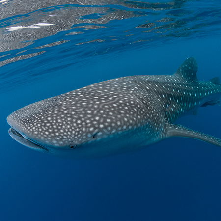 Architects Paper Photo wallpaper AP Digital 2