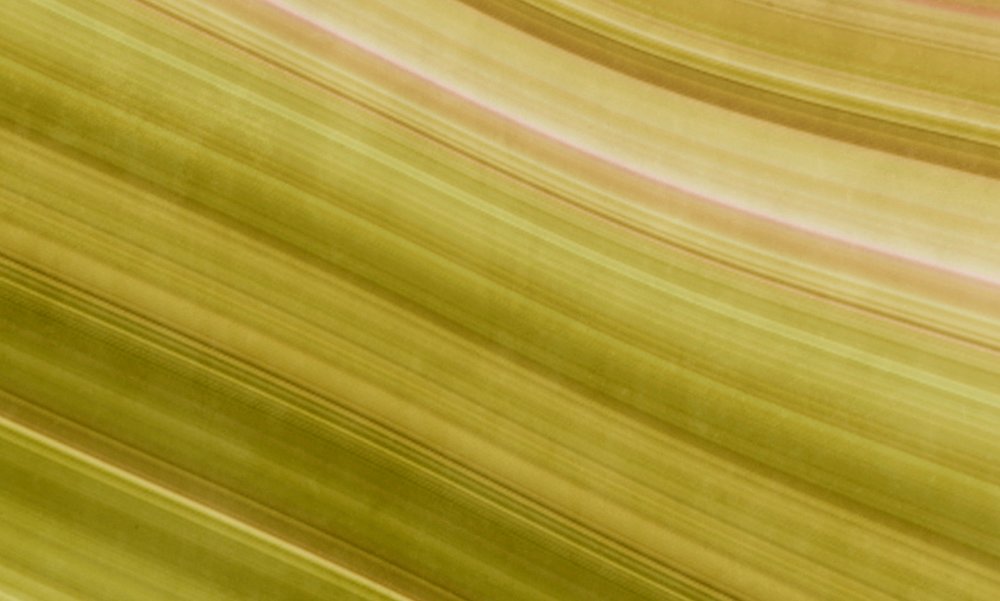 walls by patel Photo wallpaper Walls by Patel