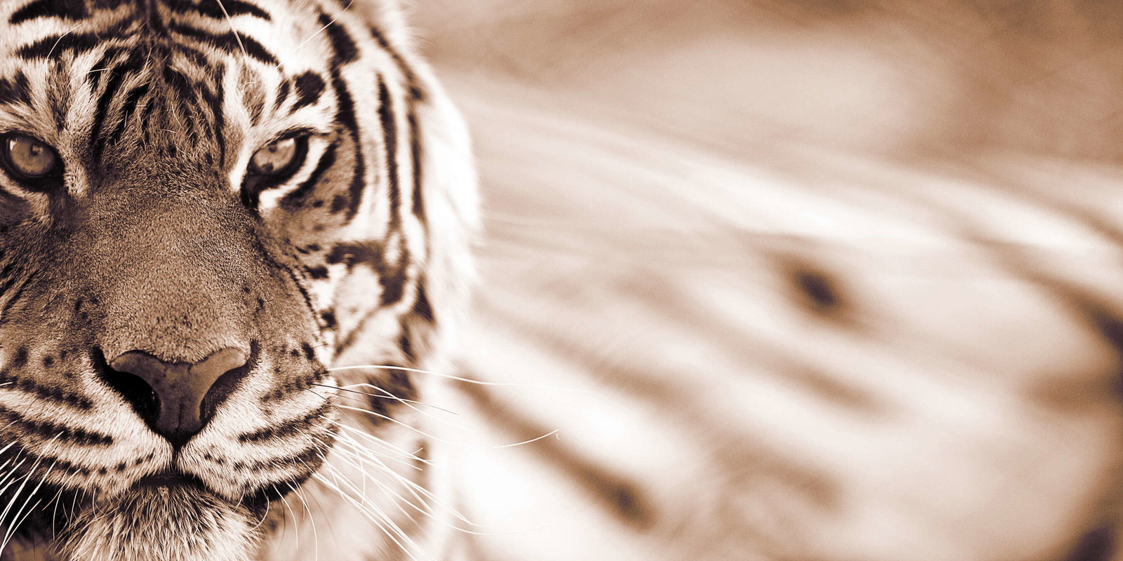 livingwalls Fotobehang Nature