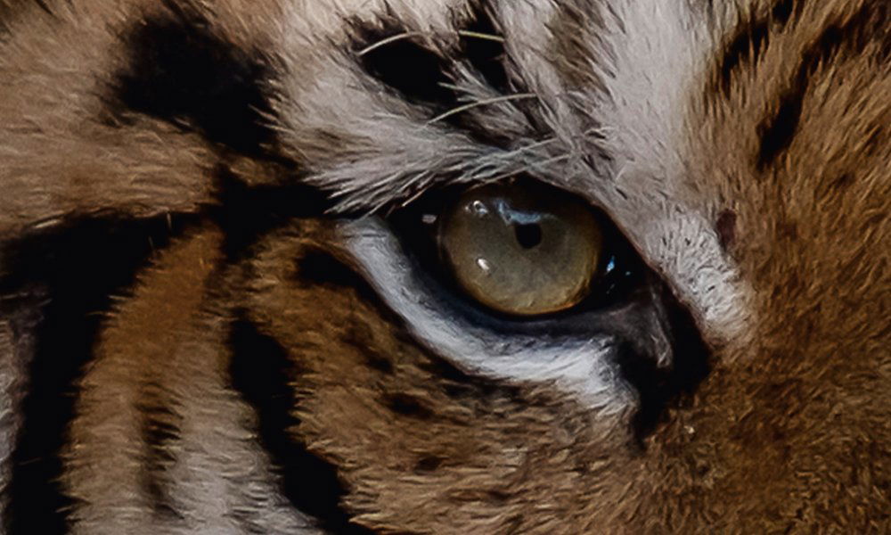 walls by patel Фотообои Walls by Patel