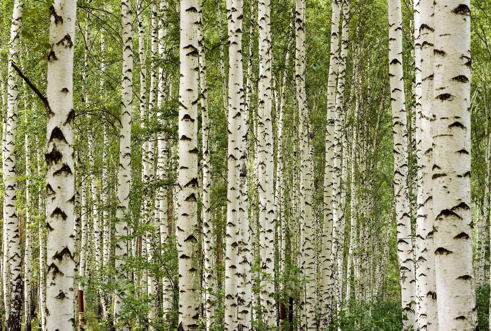 Architects Paper impression numérique AP Digital