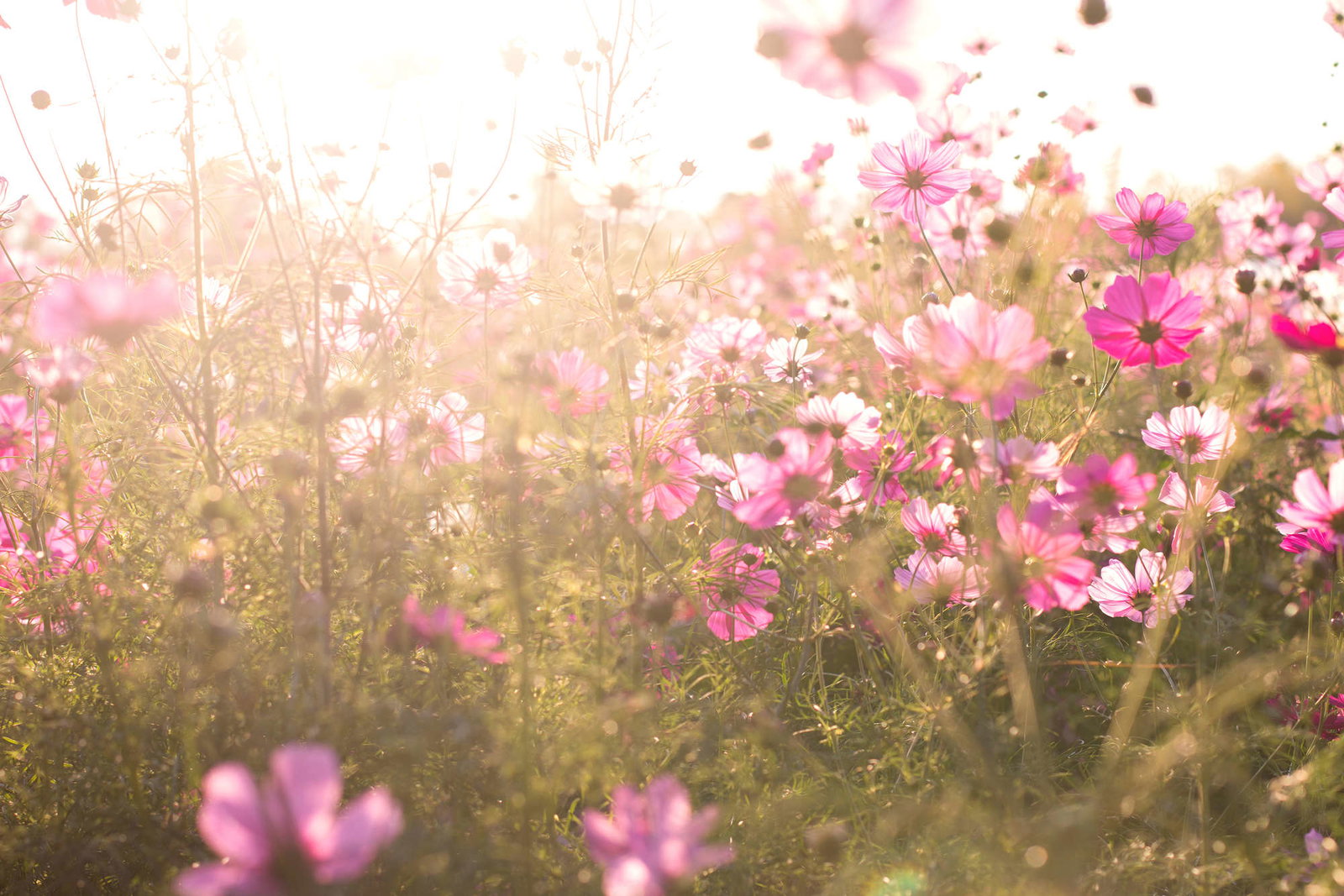 livingwalls Fotobehang XXL unique