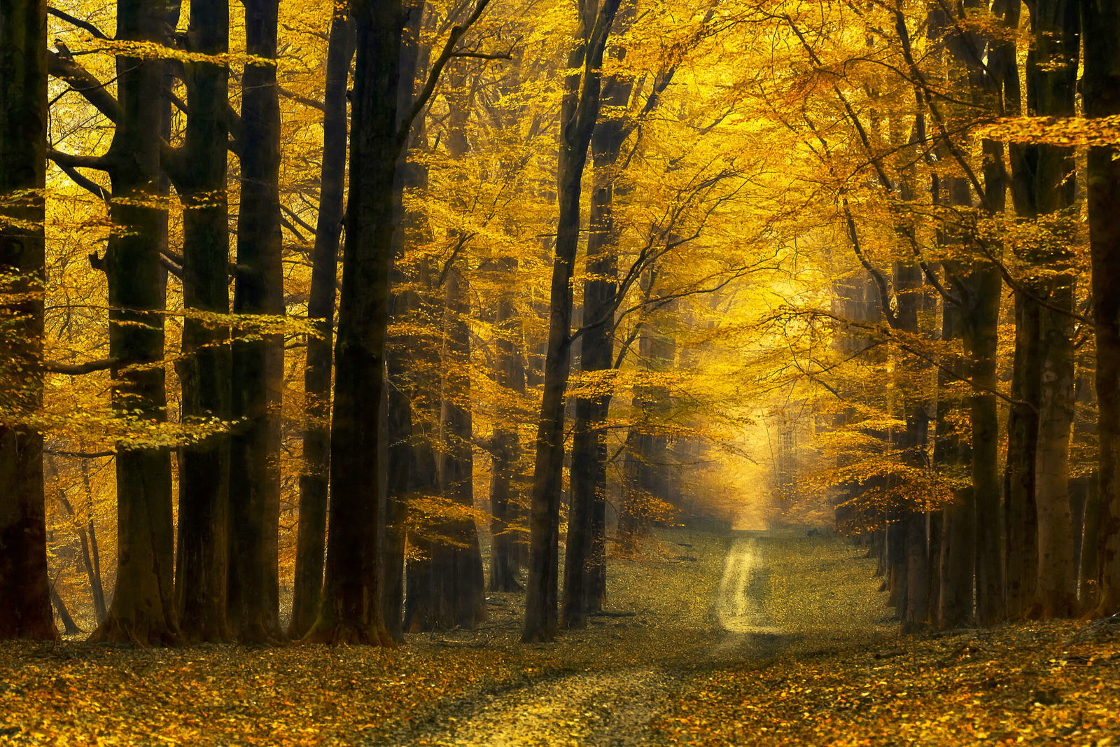 Architects Paper Fototapete AP Digital 4