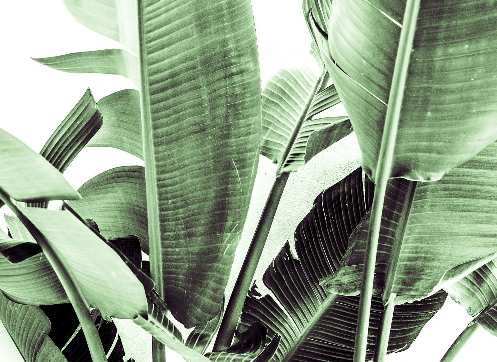 livingwalls Fototapete Designwalls 2 livingwalls Fototapete Designwalls 2
