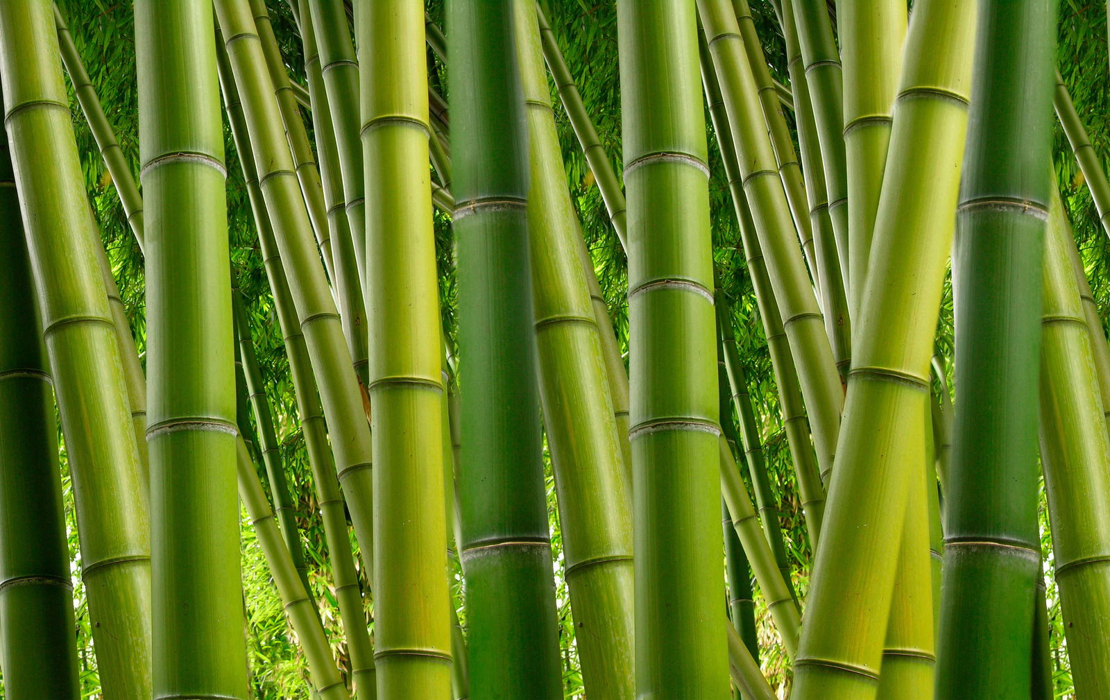 livingwalls Photo wallpaper XXLwallpaper 3