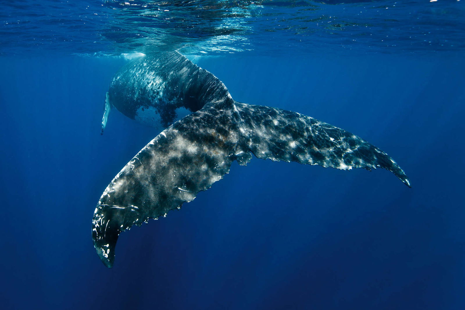 livingwalls impression numérique XXLwallpaper 2