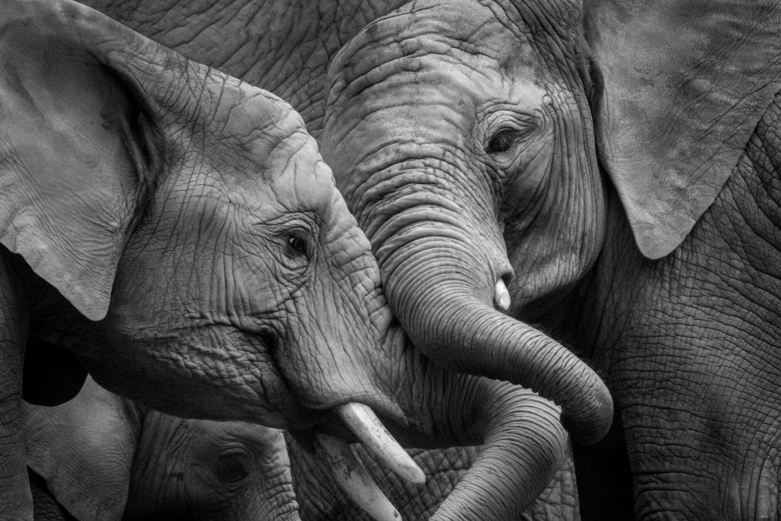 Architects Paper impression numérique AP Digital 2