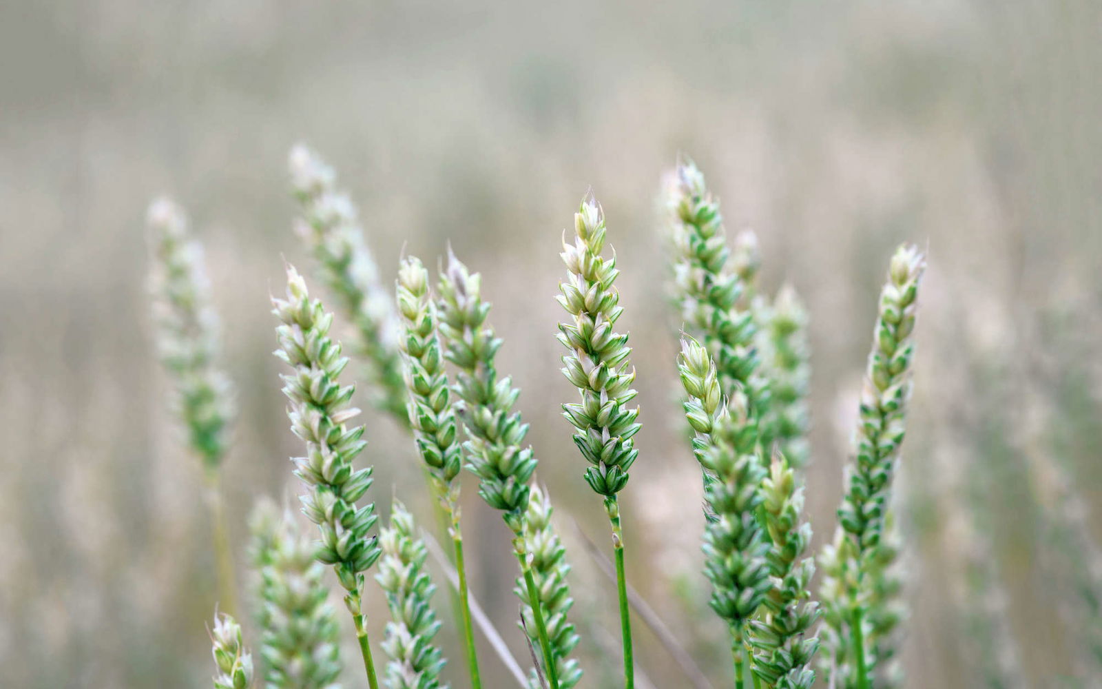 livingwalls Fototapete XXLwallpaper 3