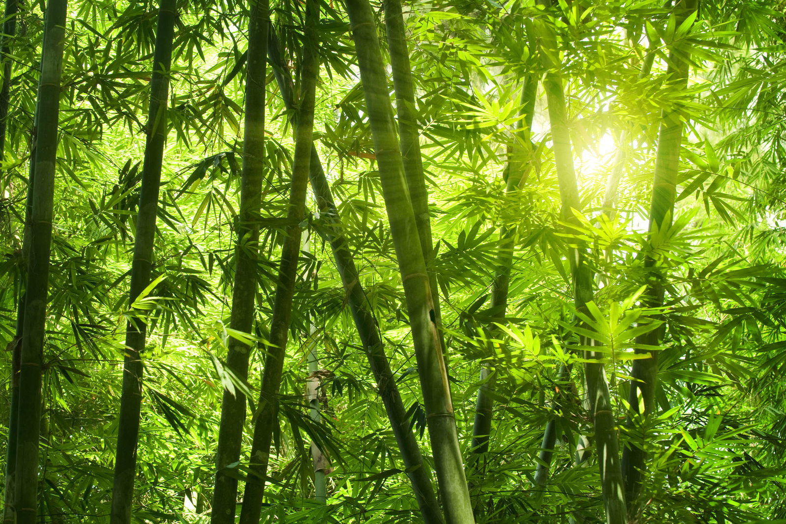 livingwalls impression numérique Nature
