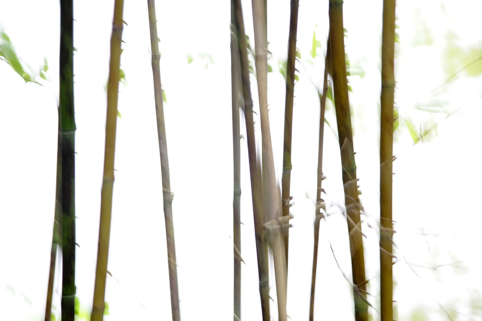 livingwalls Fotobehang Nature