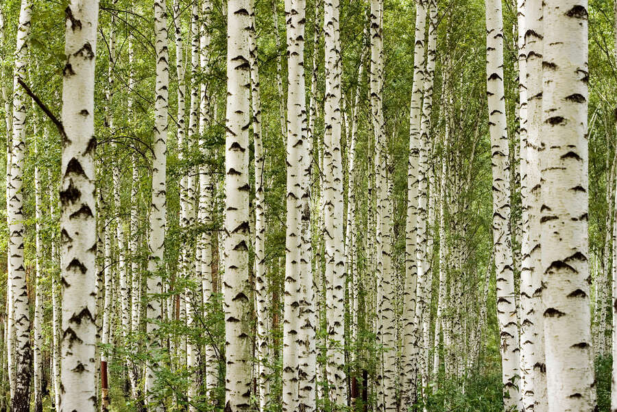 A.S. Création Fototapete Wall Love A.S. Création Fototapete Wall Love