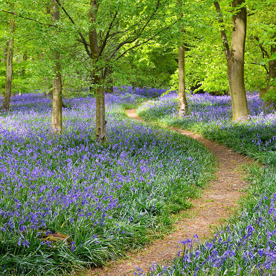 livingwalls Fototapete XXLwallpaper 3