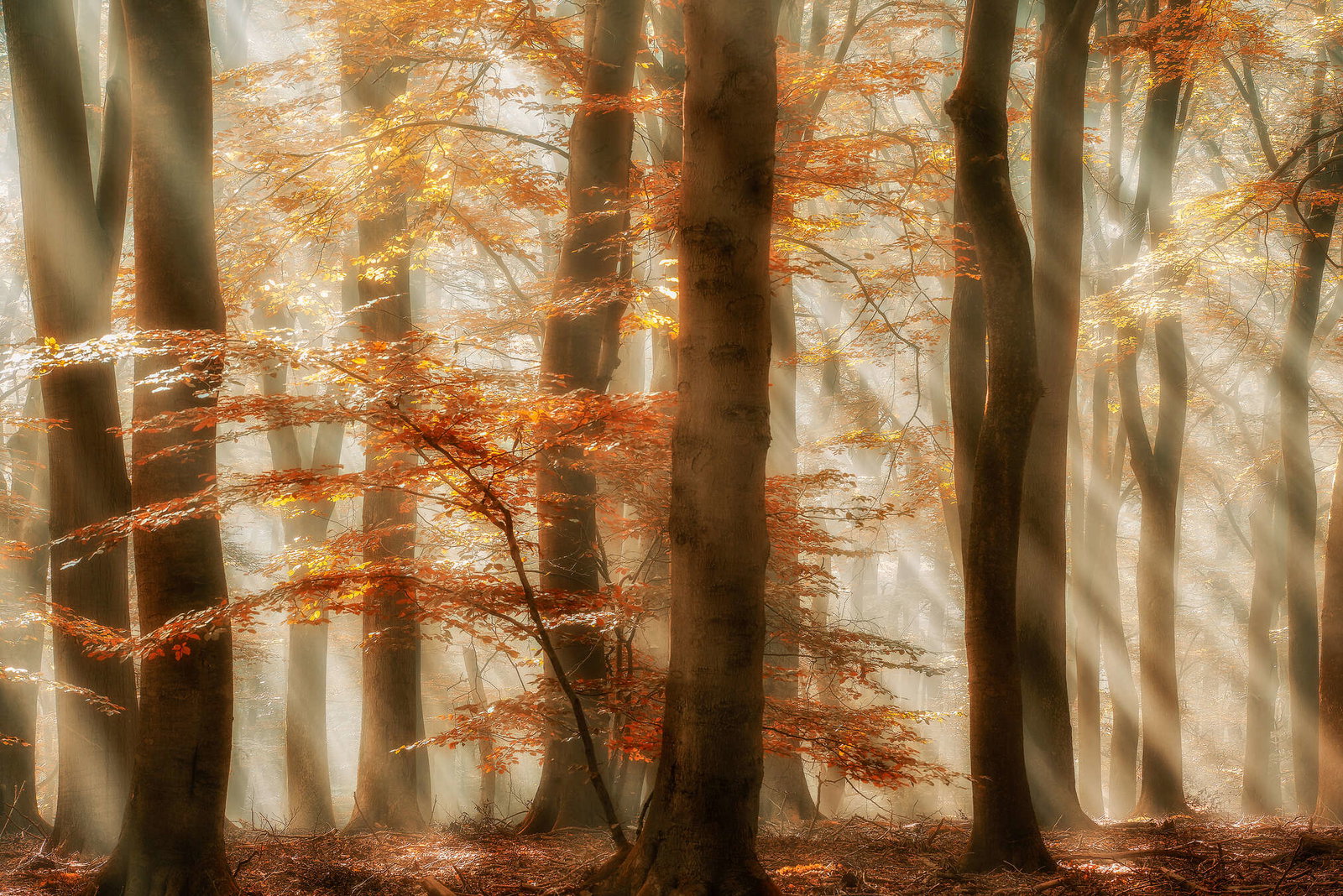 Architects Paper Fototapete AP Digital 4