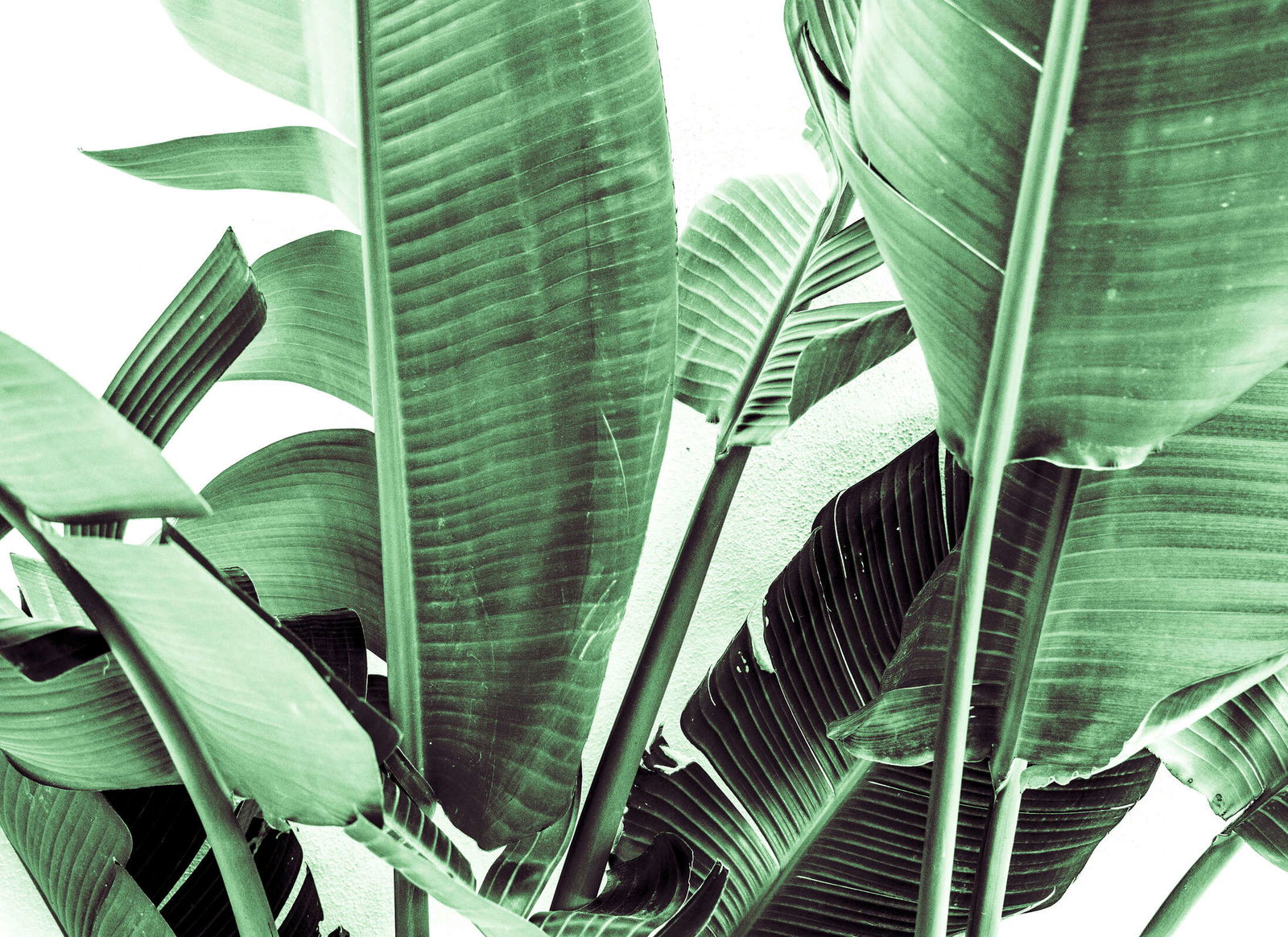 livingwalls Fototapete Designwalls 2 livingwalls Fototapete Designwalls 2