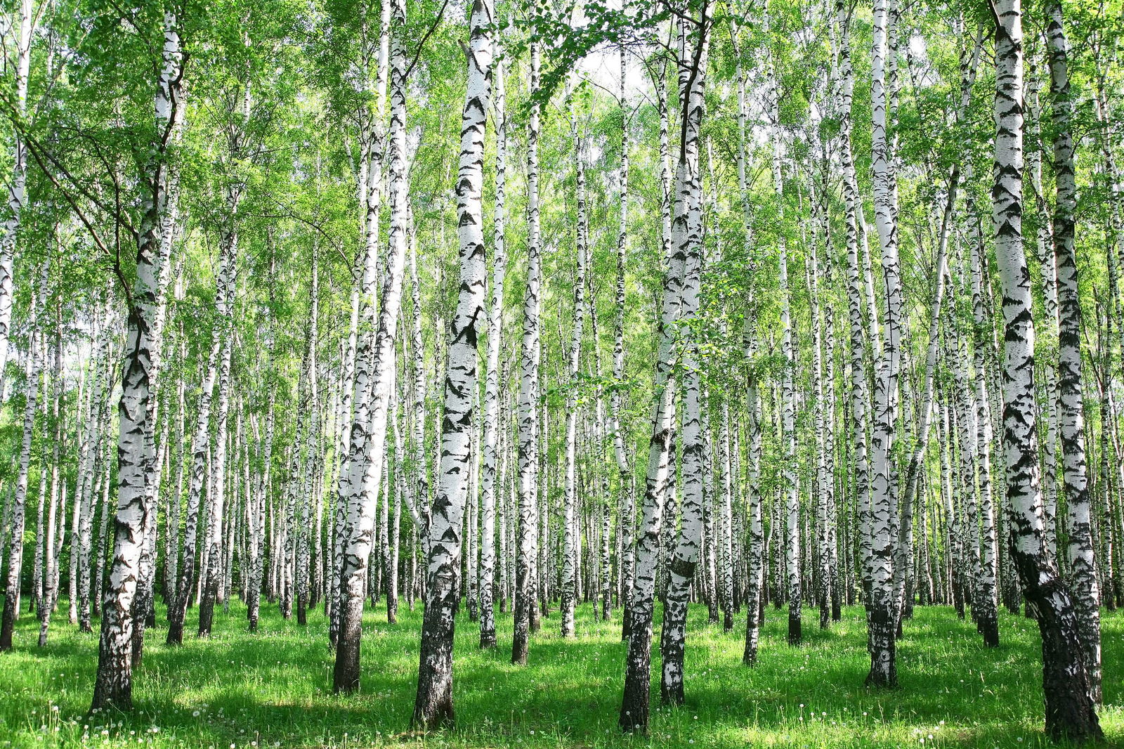 livingwalls Photo wallpaper XXLwallpaper 3