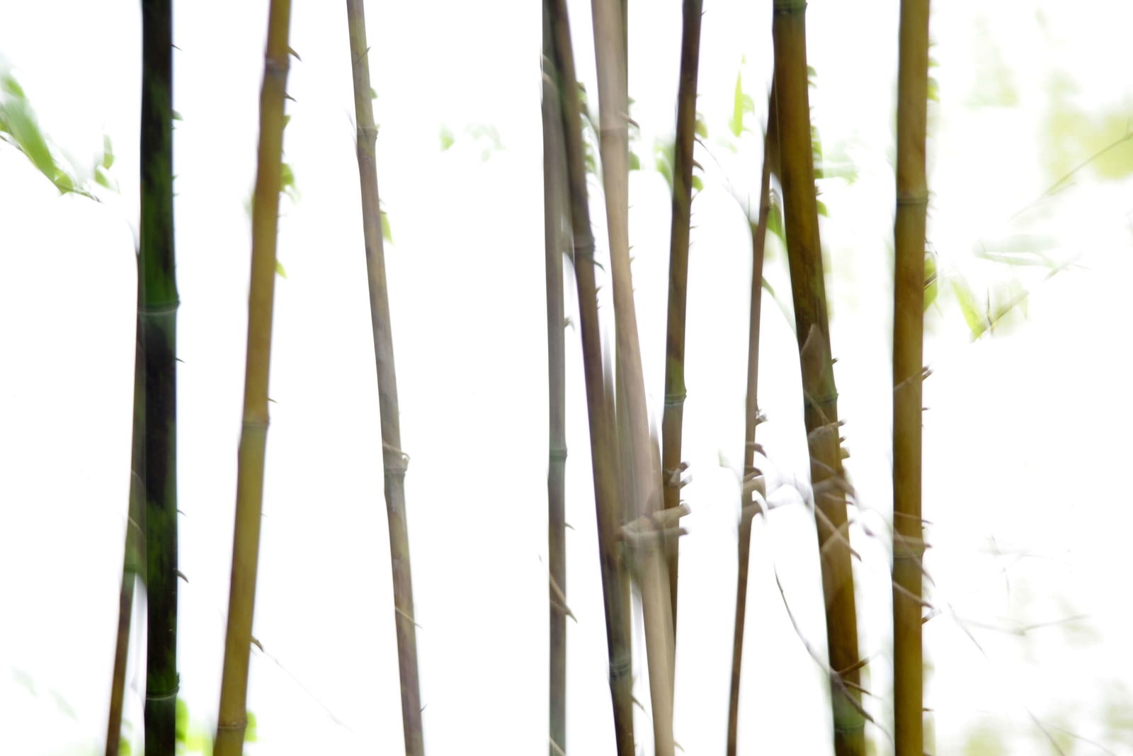 livingwalls Fotobehang Nature