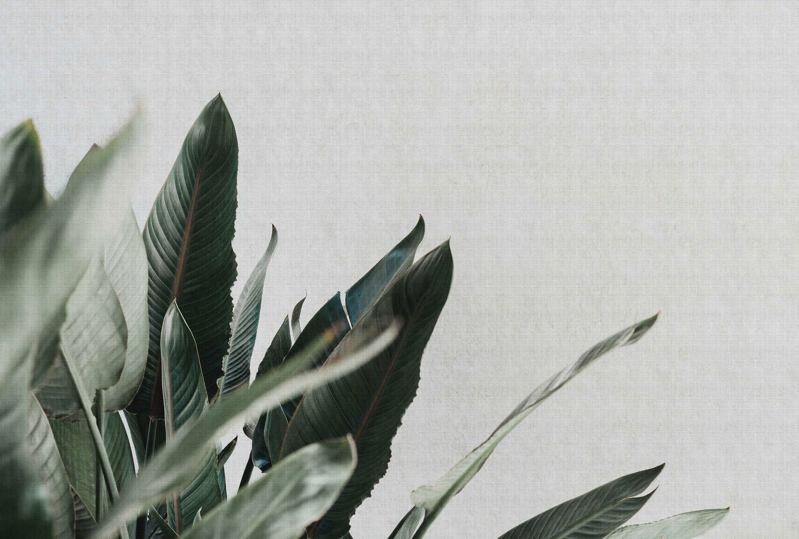 walls by patel Photo wallpaper Walls by Patel 2