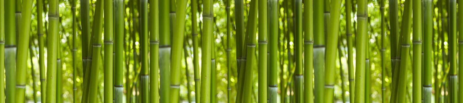 livingwalls Fotobehang Nature