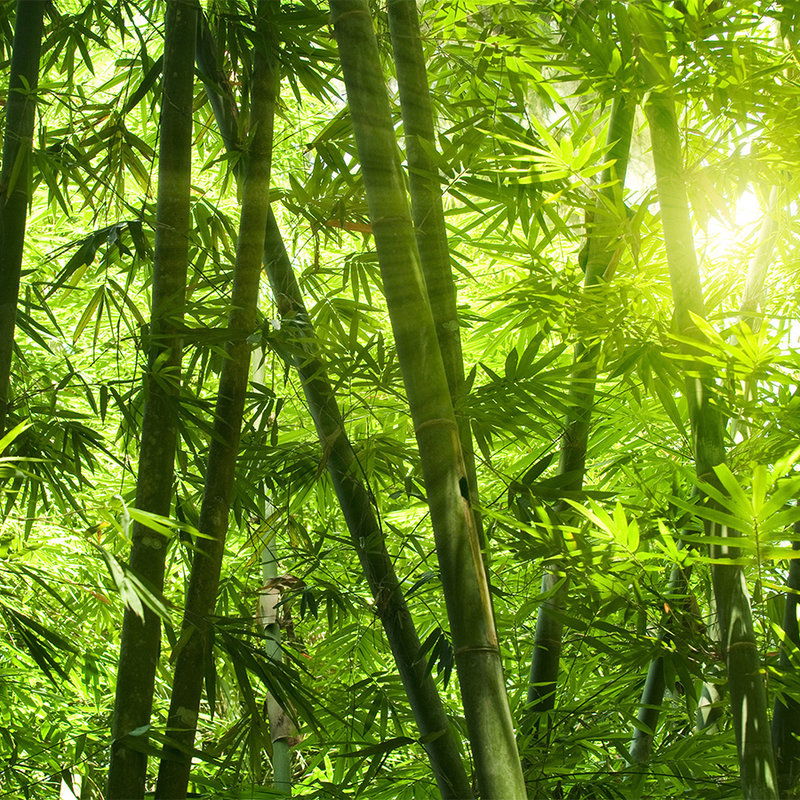 livingwalls Fotobehang Nature