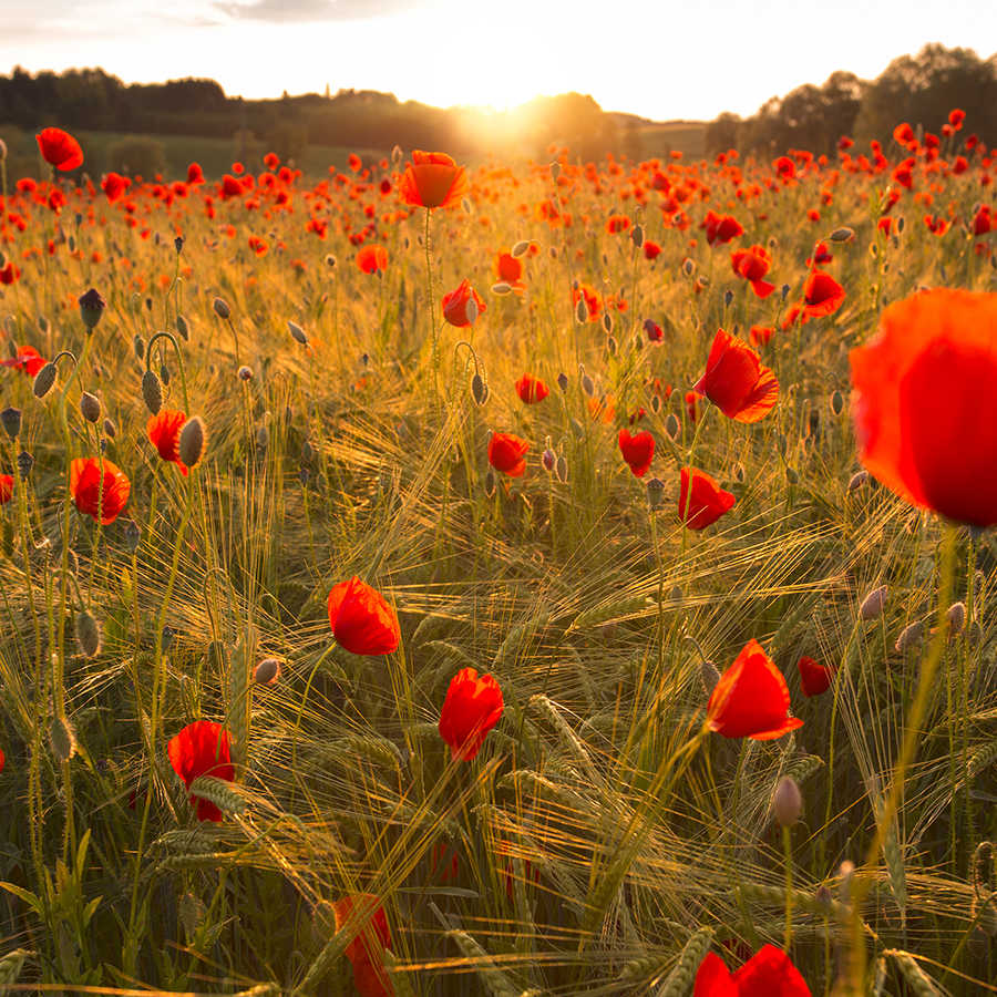 livingwalls impression numérique XXLwallpaper 3